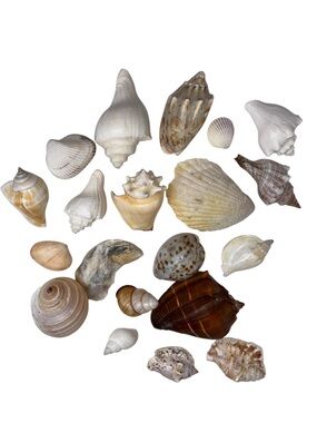 20pc Boutique Natural Shell Collection - Excellent Condition